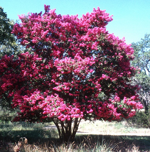 pohon-bunga-crape-myrtle-pink