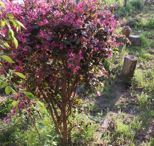 pohon-bunga-loropetalum