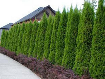 Pohon cedar dapat ditanam untuk mempercantik dan memberi privasi pekarangan belakang anda.