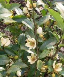Jual Tanaman Cempaka Mulya Putih White Magnolia Figo Bibitbunga Com