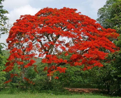 pohon-flamboyan