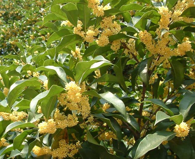 pohon-osmanthus-fragrans