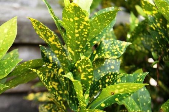Daun puring hijau dengan bintik-bintik kuning biasanya tumbuh liar di pekarangan atau ditempat-tempat liar sekalipun.