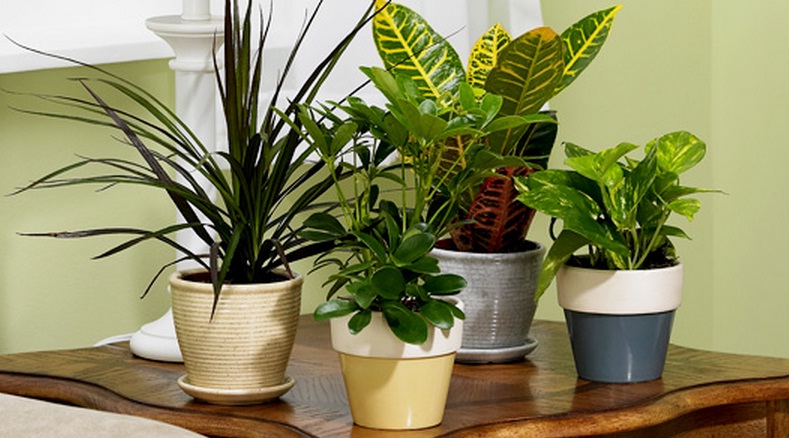 Gambar diatas menunjukkan beberapa jenis tanaman hias indoor yang mudah perawatannya, cocok bagi pemula.