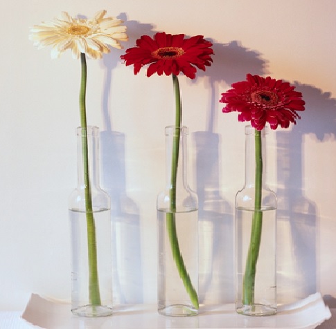 Garber Daisy merupakan bunga potong populer yang bisa dijadikan media dekorasi dalam ruangan.