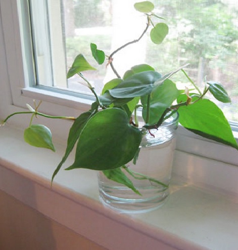 Heart leaf philodendron