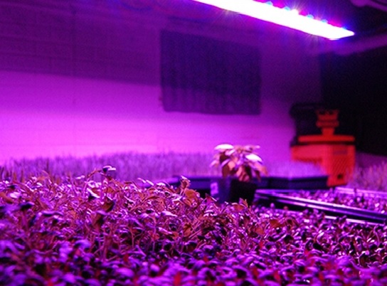 Pembudidayaan tanaman hidroponik di dalam ruangan sangat terbantu denngan adanya cahaya lampu LED.