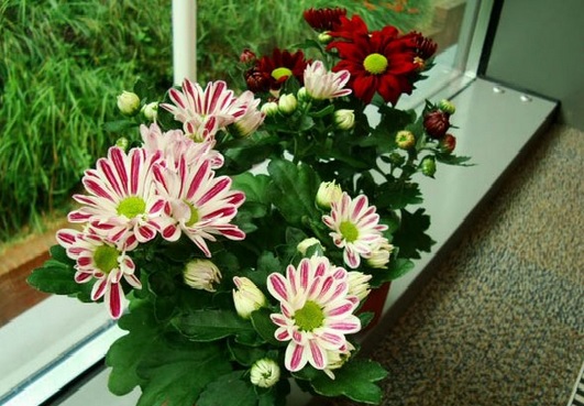 Bunga krisan yang ditata pada wadah yang cantik bisa diletakkan pada sisi jendela kamar tidur atau kamar mandi.