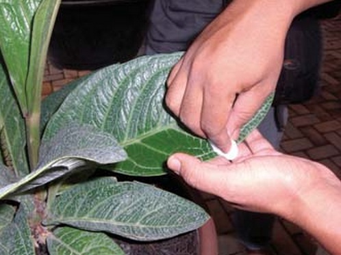 Agar daun tanaman hias tetap mengkilap, maka gunakan cairan susu untuk melap permukaannya dengan kapas.