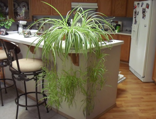 spider plant