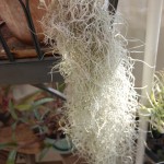 Tanaman Jenggot Musa Spanish Moss BibitBunga com