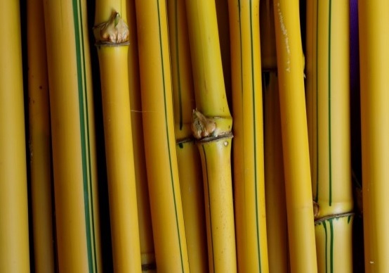 Warna dan tekstur bambu kuning berbeda dengan jenis-jenis bambu pada umumnya.