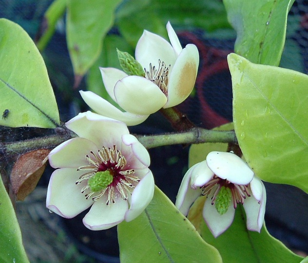 white-magnolia-figo