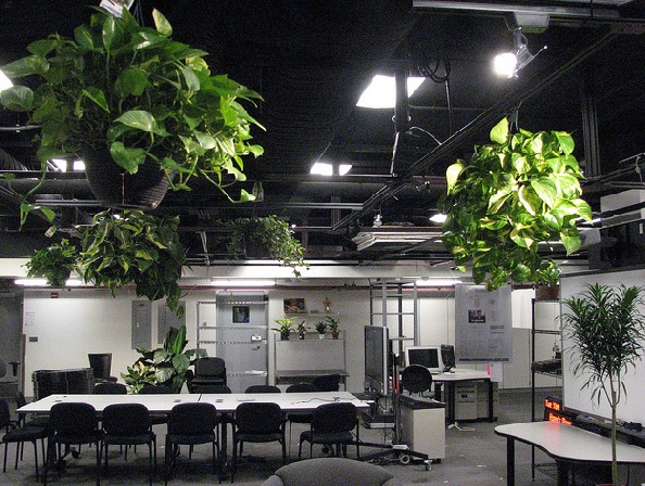 Desain kantor modern ditambahkan gantungan tanaman sirih gading membuat ruangan lebih nyaman dan tidak monoton.