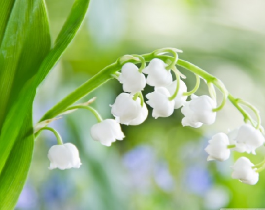 This flower was once a bouquet of flowers brought by Kate Middleton on her wedding day.