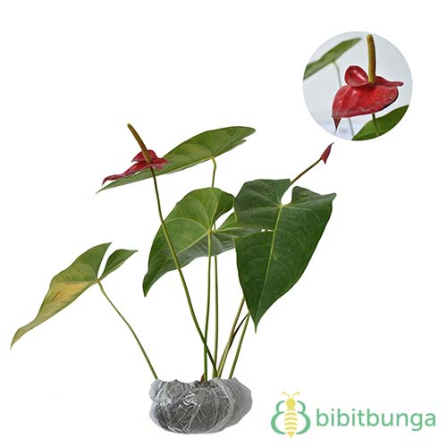 Tanaman Anthurium  Bangkok Putih  BibitBunga com