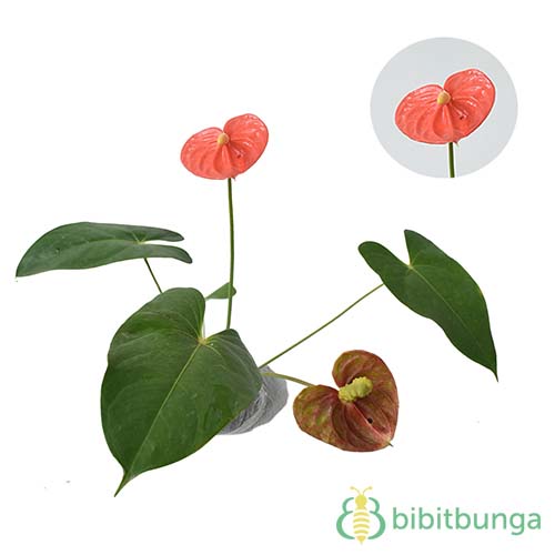 Tanaman Anthurium  Bangkok Putih  BibitBunga com