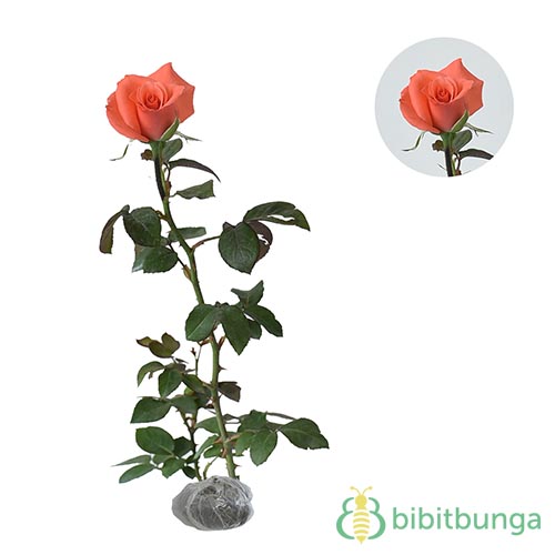 Tanaman Mawar Jingga (Orange Rose)