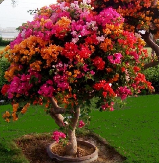 Sekarang bougenville bisa ditanam dengan sistem tempel dimana dalam satu pohon bisa menghasilkan berbagai macam warna bunga.
