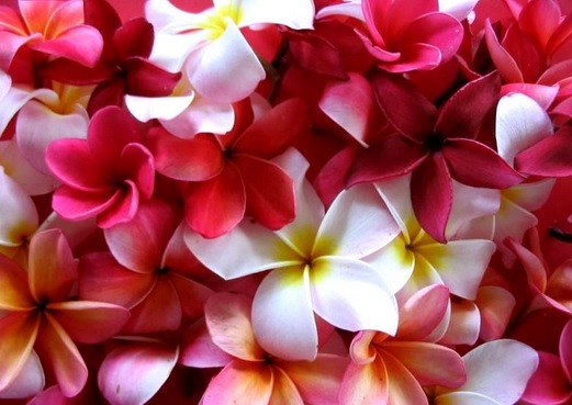 Bunga kamboja yang umumnya ditemukan adalah bunga kamboja berwarna putih, padahal bunga kamboja memiliki ragam warna bunga yang sangat memikat.