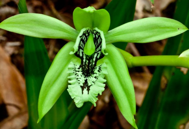  atau anggrek hitam merupakan bunga yang dijadikan maskot kota kalimantan timur Bunga Anggrek Hitam (Black Orchid) Yang Terancam Punah