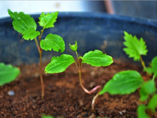  Cara Menanam Anggur dari Biji dalam Pot yang Benar