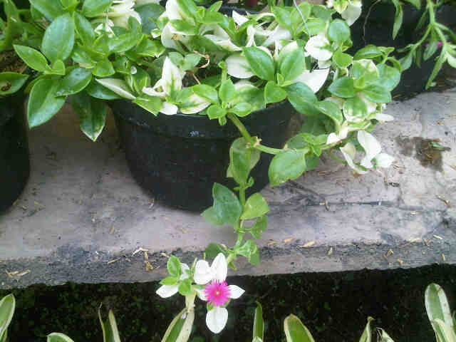 baby-sun-rose-variegata