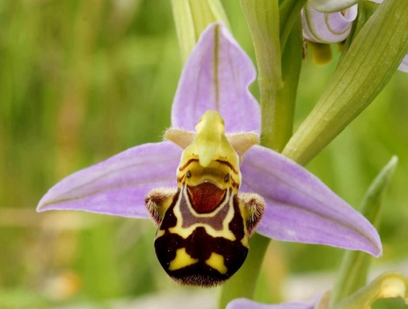 Bunga yang ceria dengan tampilan lebah mungil yang tersenyum lebar.