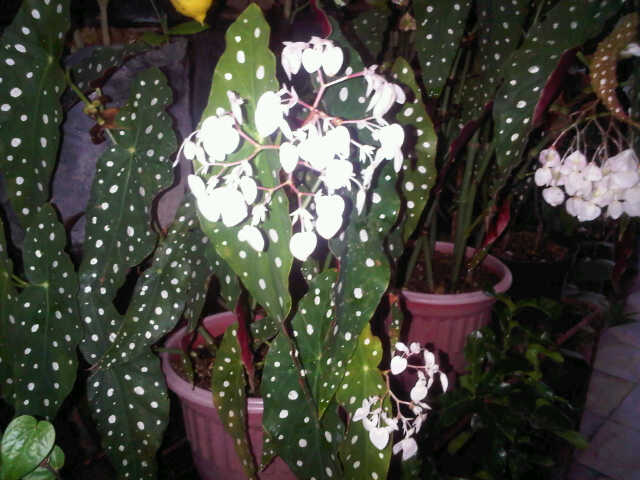 Jual Tanaman Begonia  Polkadot  BibitBunga com