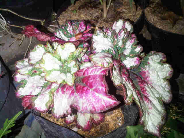 begonia-tipe-4