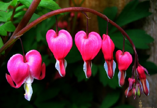 Bunga berbentuk hati yang utuh juga hati yang terbelah, lengkap dengan juntaian tajuk ditengahnya yang nampak seperti darah yang menetes.