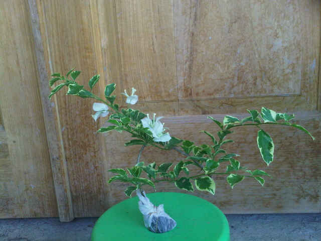 bougenville-putih-variegata