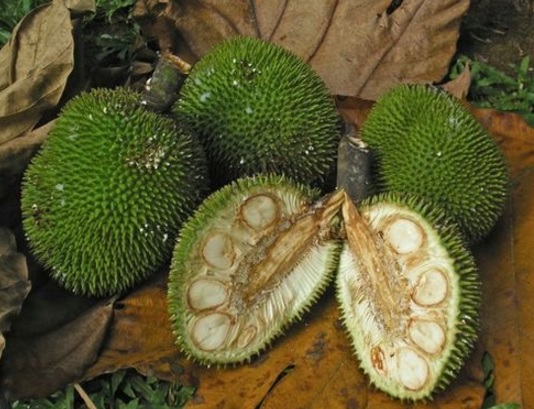 Kluwih fruit with prickly skin like raw durian.  The flesh is white and has many seeds.