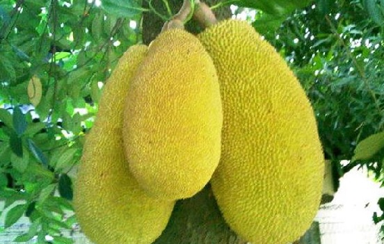 Buah nangka berbentuk lonjong, gemuk dan besar.