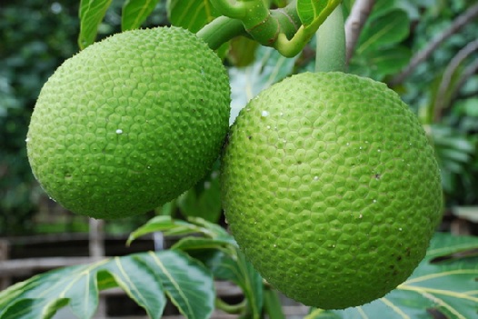 Breadfruit has a slightly rough skin texture.