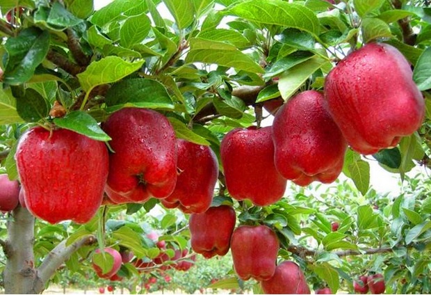 Apel merupakan buah segar siap konsumsi yang kaya akan kandungan vitamin.