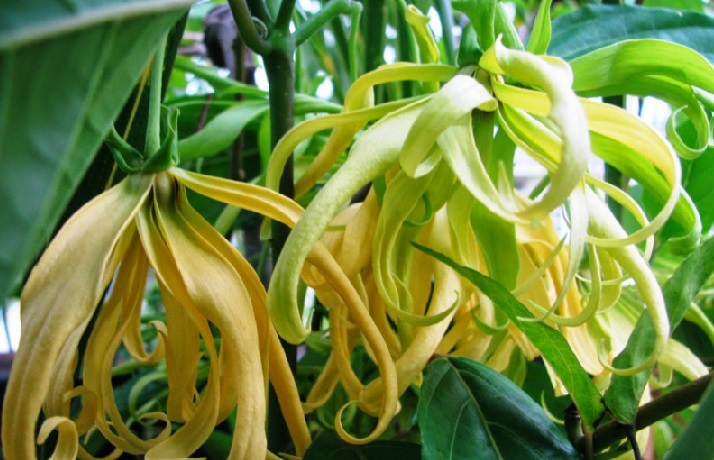 Bunga Kenanga Bunga Harum Dari Pulau Sumatra Bibitbunga Com