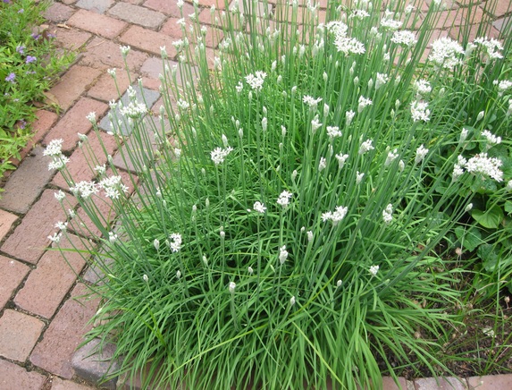 Tanaman kucai memiliki bunga kecil berwarna putih yang sebaiknya dibunag pada saat ingin mengkonsumsi daunnya.