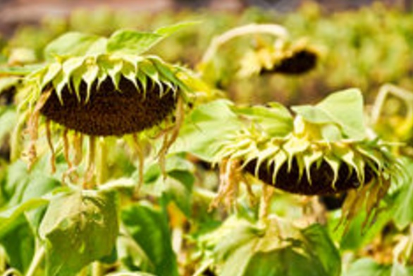 Untuk memanfaatkan bijinya, gunakan bunga matahari yang kepala bunganya sudah berbobot berat dan layu.