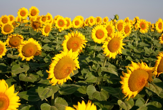 Cara Mudah Mengeringkan Bunga  Matahari  BibitBunga com