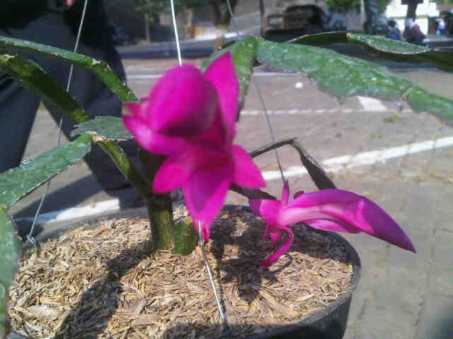 bunga-purple-christmas-cactus