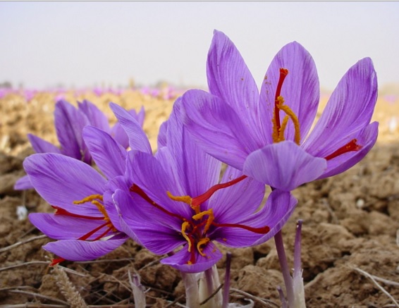 Saffron flower is known as a spice plant.  What is processed into spices is the center of the flower which resembles a red thread.