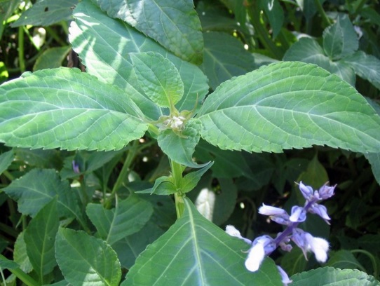 Salvia leaves are still fresh.