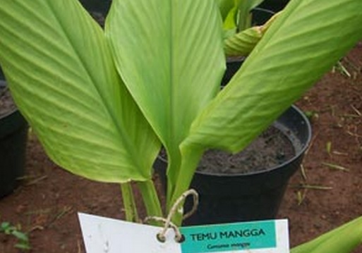 Bentuk pohon tanaman temu mangga juga sulit dibedakan dengan kerabat temu-temuannya yang lain.