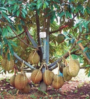 Tanaman Durian Bawor Kaki Tiga 60-80 cm - BibitBunga.com