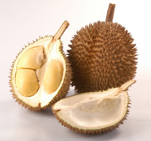 durian-d24