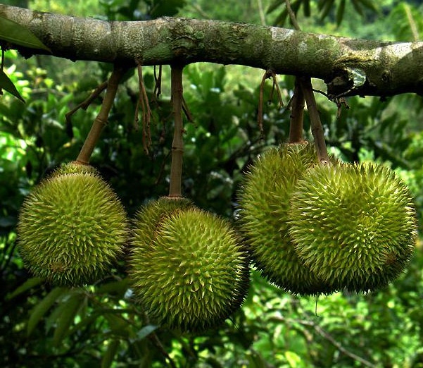 durian-sitokong
