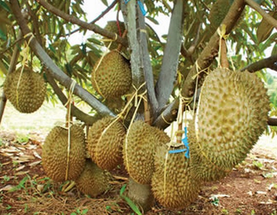 Buah durian montong yang sudah hampir matang sebaiknya diikat agar tingkat kematangannya di pohon pas dan tidak jatuh.