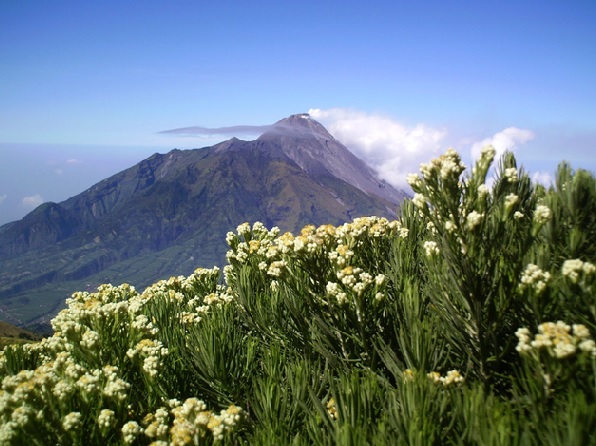 Edelweis merupakan tanaman berbunga indah yang tumbuh di daratan tinggi seperti di lereng-lereng dan puncak pegunungan.