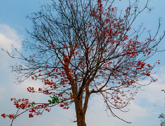 pOHON FLAMBOYAN YANG TAMPAK MATI MULAI MENGELUARKAN BUNGANYA YANG MEKAR BERWARNA MERAH